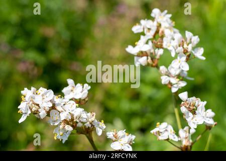 Gros plan d'une fleur de grandiflora libertia en fleur Banque D'Images