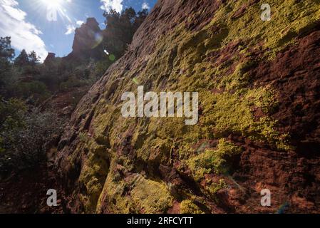 Moss pousse sur le flanc d'un gros rocher dans la région Red Rocks près de Sedona en Arizona USA Banque D'Images