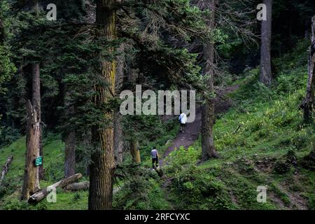 Gulmarg, Inde. 02 août 2023. Les visiteurs marchent à travers la forêt à la station de Gulmarg Hill, à environ 55 km de Srinagar, la capitale estivale du Jammu-et-Cachemire. (Photo Saqib Majeed/SOPA Images/Sipa USA) crédit : SIPA USA/Alamy Live News Banque D'Images