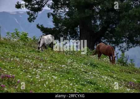 Gulmarg, Inde. 02 août 2023. Les chevaux paissent dans un champ à la station de Gulmarg Hill, à environ 55 km de Srinagar, la capitale estivale du Jammu-et-Cachemire. (Photo Saqib Majeed/SOPA Images/Sipa USA) crédit : SIPA USA/Alamy Live News Banque D'Images