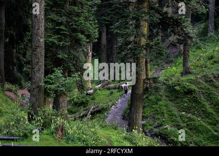 Gulmarg, Inde. 02 août 2023. Un homme marche à travers la forêt à la station de Gulmarg Hill, à environ 55 km de Srinagar, la capitale estivale du Jammu-et-Cachemire. (Photo Saqib Majeed/SOPA Images/Sipa USA) crédit : SIPA USA/Alamy Live News Banque D'Images