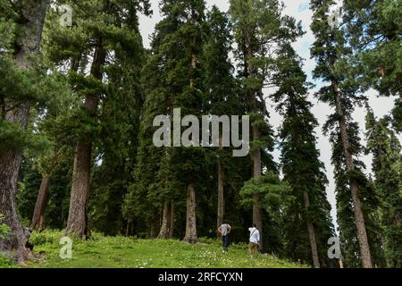 Gulmarg, Inde. 02 août 2023. Les visiteurs marchent à travers la forêt à la station de Gulmarg Hill, à environ 55 km de Srinagar, la capitale estivale du Jammu-et-Cachemire. (Photo Saqib Majeed/SOPA Images/Sipa USA) crédit : SIPA USA/Alamy Live News Banque D'Images