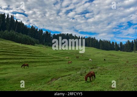 Gulmarg, Inde. 02 août 2023. Les chevaux paissent dans un champ à la station de Gulmarg Hill, à environ 55 km de Srinagar, la capitale estivale du Jammu-et-Cachemire. (Photo Saqib Majeed/SOPA Images/Sipa USA) crédit : SIPA USA/Alamy Live News Banque D'Images