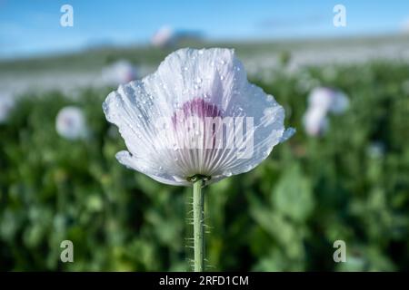 Coquelicots blancs poussant près de Wallingford, sur le chemin de Henley. Banque D'Images