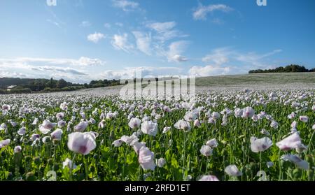 Coquelicots blancs poussant près de Wallingford, sur le chemin de Henley. Banque D'Images