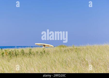 homme portant une planche de surf jaune dans un vaste paysage d'herbe de plage à montauk Banque D'Images