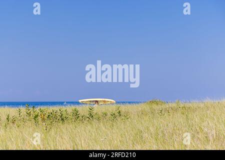 homme portant une planche de surf jaune dans un vaste paysage d'herbe de plage à montauk Banque D'Images