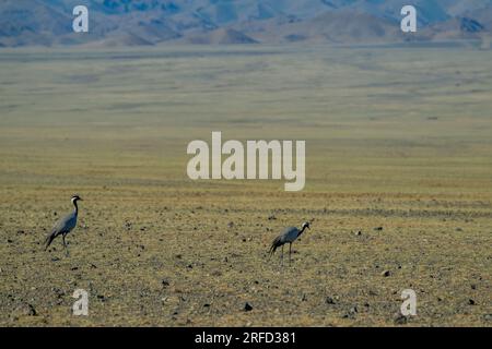 Grues Demoiselle (Anthropodes virgo) à la recherche d'insectes ici près de Dalanzadgad dans le désert de Gobi, qui est la plus grande région désertique d'Asie et de cov Banque D'Images