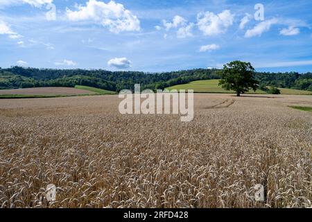 Une vue estivale de Manorfarm Down et Heyshott Down à travers des terres arables, West Sussex, Angleterre, Royaume-Uni Banque D'Images