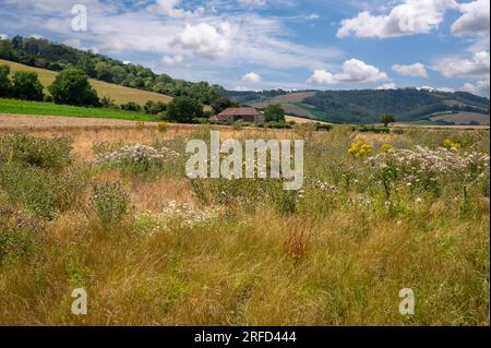 Une marge de champ laissée incultivée comme un refuge pour la nature et la faune au pied des South Downs, West Sussex, Angleterre, Royaume-Uni. Banque D'Images