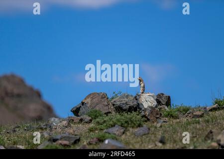 Un écureuil à longue queue ou souslik d'Eversmann (Urocitellus undulatus) à la recherche de prédateurs dans le Yolyn Am (Gurvan Saikhan National Park), a de Banque D'Images