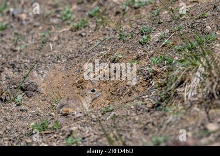 Un écureuil à longue queue ou souslik d'Eversmann (Urocitellus undulatus) dans le Yolyn Am (Gurvan Saikhan National Park), une gorge profonde et étroite Banque D'Images