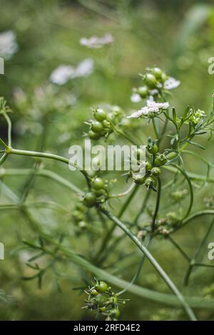 Fleurs de coriandre dans le potager Banque D'Images