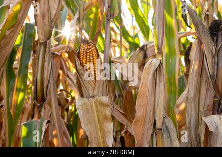 Épi de maïs dans le champ de maïs pendant la récolte avec le soleil couchant créant un éclat de soleil. Saison de récolte, agriculture, agriculture et concept d'éthanol. Banque D'Images