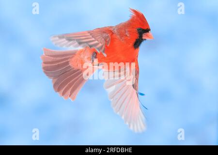 Cardinal mâle du Nord (Cardinalis cardinalis) en vol, est de l'Amérique du Nord, par Dominique Braud/Dembinsky photo Assoc Banque D'Images