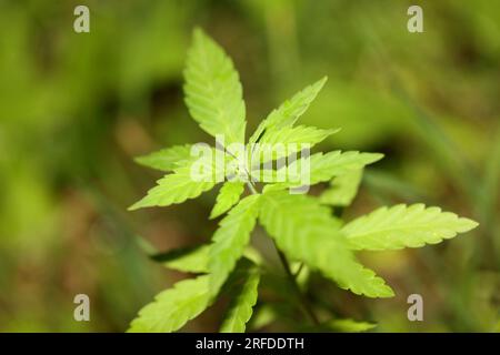 Bébé plante de cannabis le stade végétatif de la culture de marijuana plantule en gros plan sur fond vert nature pour la production d'huile essentielle de cbd dans med Banque D'Images