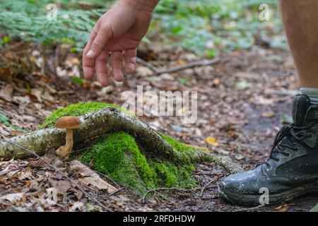 Woodland champignon champignon fond naturel mousse vert copie textures d'espace Banque D'Images