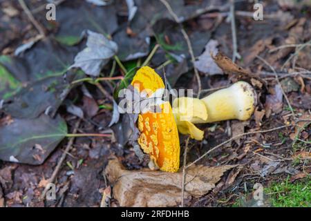 Ramasser des champignons agariques de mouche jaune orange trouvés sur le côté d'un sentier de randonnée. Banque D'Images