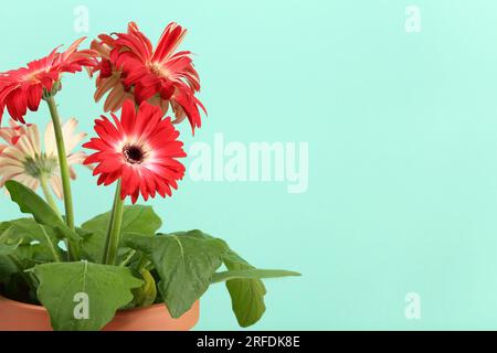 Belles fleurs de gerbera en pot en terre cuite sur fond turquoise, gros plan. Espace pour le texte Banque D'Images