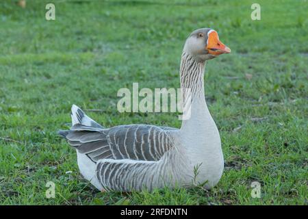 oie commune perchée dans un parc vue rapprochée Banque D'Images