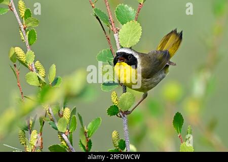 Un mâle commun Yellow-Throat Warbler 'Geothlypis trichas', perché sur une branche, chantant dans son habitat boisé Banque D'Images