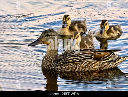 Une mère canard colvert avec 3 canetons Anas platyrhynchos ; nageant dans un étang d'eau dans une région rurale de l'Alberta Canada. Banque D'Images