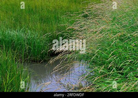 Une image horizontale de graminées sauvages poussant dans un milieu humide dans une région rurale de l'Alberta au Canada Banque D'Images