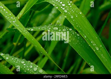 Une image rapprochée d'herbe sauvage avec des gouttes de pluie poussant dans un milieu humide dans une région rurale de l'Alberta au Canada Banque D'Images