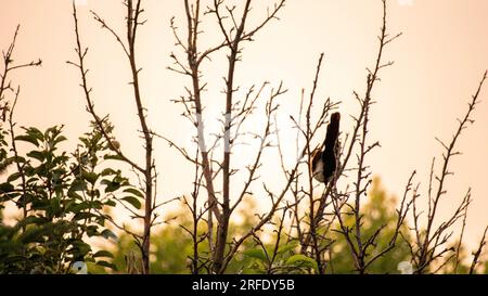 Magpie à bec bleu assis sur une brindille avec un ciel Smokey rouge/orange derrière. Banque D'Images