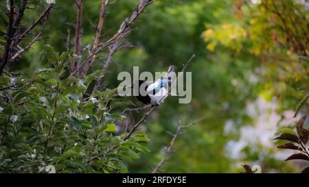 Magpie à bec bleu assis sur une branche au milieu d'une parcelle d'arbres. Banque D'Images