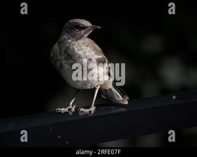 Juvenile Northern Mockingbird (Mimus polyglottos), Alexandria, va, USA Banque D'Images