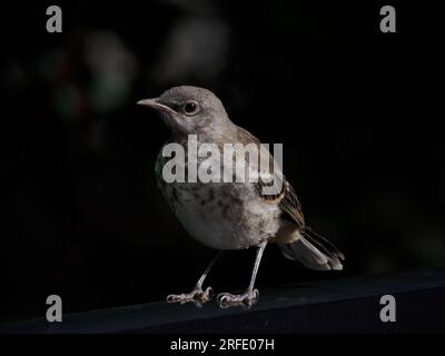 Juvenile Northern Mockingbird (Mimus polyglottos), Alexandria, va, USA Banque D'Images