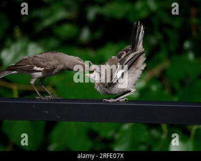 Oiseau moqueux nourrissant l'insecte à l'oiseau moqueux juvénile du Nord (Mimus polyglottos), Alexandria, va, USA Banque D'Images