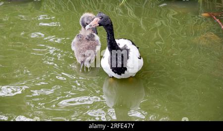 le gosling magpie a des peluches grises et des plumes blanches commencent à apparaître. Il a un oeil marron et un bec gris foncé. La magpie est une se noire et blanche Banque D'Images