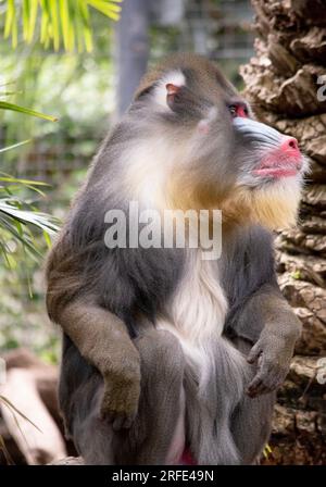 le mandrill a des crêtes épaisses le long du nez qui sont violettes et bleues, les lèvres et le nez rouges, et une barbe dorée. Banque D'Images