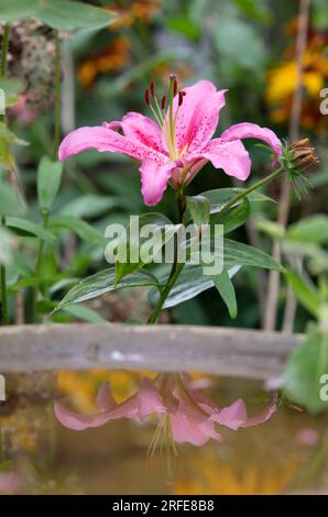 Lilium oriental. Fleur de lys rose oriental réfléchissant dans un bain d'oiseaux dans un jardin englsh. ROYAUME-UNI Banque D'Images