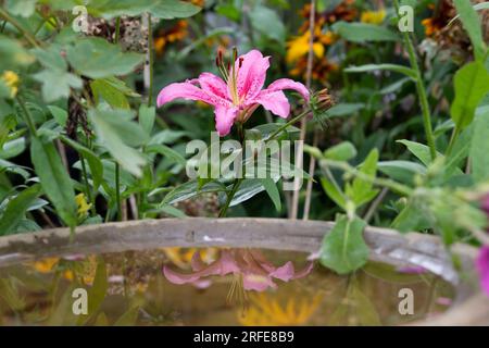 Lilium oriental. Fleur de lys rose oriental réfléchissant dans un bain d'oiseaux dans un jardin englsh. ROYAUME-UNI Banque D'Images