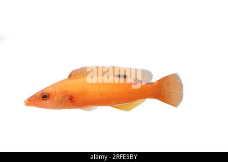 wrasse de coucou femelle nageant Banque D'Images