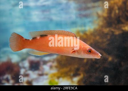 wrasse de coucou femelle nageant Banque D'Images