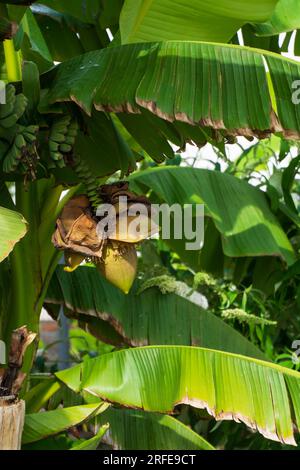 fleur de banane avec des fruits non mûrs sur l'arbre Banque D'Images