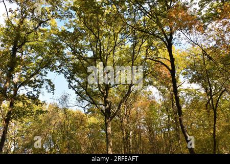 Groupe de grands chênes de dinde (Quercus cerris) en été Banque D'Images