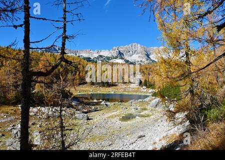 Lac double dans la vallée des lacs de Triglav avec Veliko Spičje montagne dans les alpes juliennes et le parc national de Triglav, Gorenjska, Slovénie en automne avec un mélèze f Banque D'Images