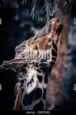 girafe de jour de pluie Banque D'Images