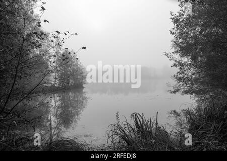 Germeringer Voir près de Germering en haute-Bavière. Paysage au lac dans le brouillard. Photo en noir et blanc. Matin brumeux dans la nature. Banque D'Images