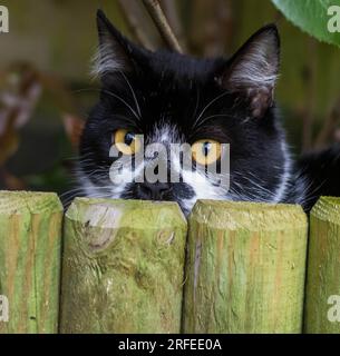 Gros plan d'un chat smoking avec les yeux jaunes jetant un regard sur une clôture. Banque D'Images