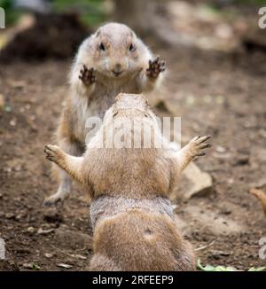 Une paire de chiens de prairie semblent danser dans leur enclos au Cotswold Wildlife Park and Gardens. Banque D'Images