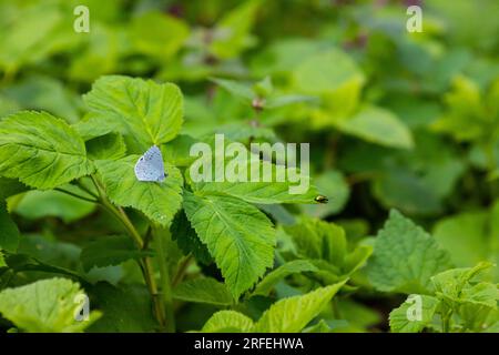 Le papillon Holly Blue Celastrina argiolus, ailes légèrement écartées, reposant sur des feuilles. Banque D'Images