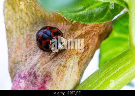 Coccinelle asiatique Namitento, Harmonia axyridis avec des taches orange sur le noir assis dans la forêt feuilles vertes Sunny outdoor close up macro photogra Banque D'Images