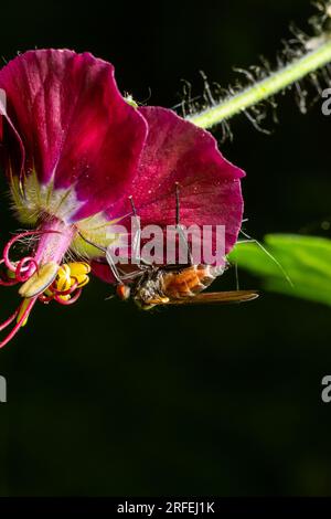 Empis tesselata Dance Fly sur une plante. Banque D'Images