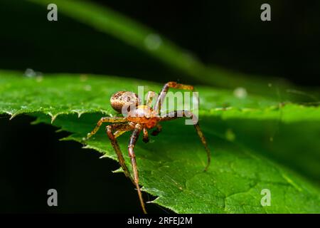 L'araignée Xysticus est sur une feuille verte. Environnement naturel, journée ensoleillée d'été. Banque D'Images
